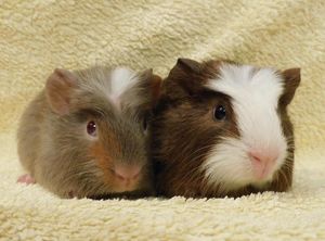 Males Peanut and Pecan were removed from a house where there were more than 100 guinea pigs. Photo: RSPCA