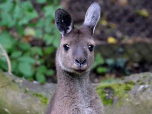 Supporting image for story: Peter Rhodes on dabbling with the 21st century, evacuating royals and the BBC in mourning