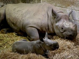 Supporting image for story: An adorable black rhino has been born at a Kent animal reserve