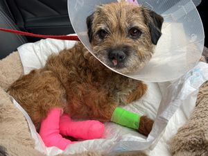 Freda on the way home