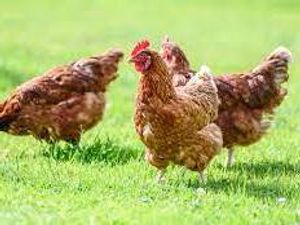 Supporting image for story: Restrictions brought in as another case of bird flu discovered in Powys