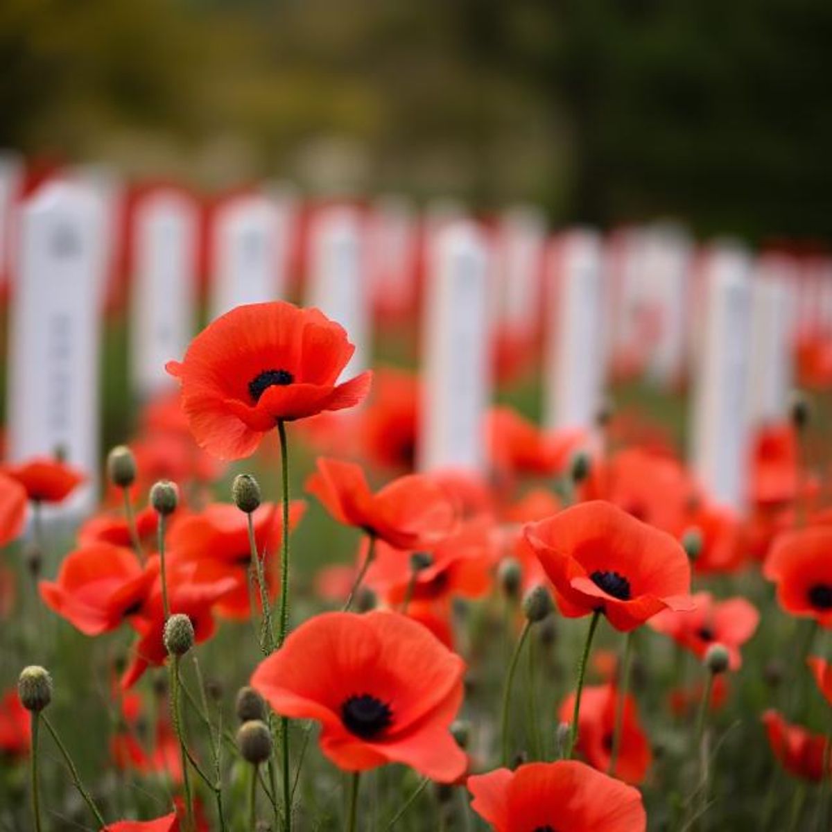 Poppy sewing event in Hadley church