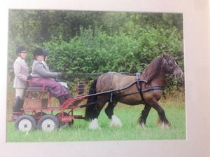 Finn a pony who was on loan, at Chruch Stretton show.