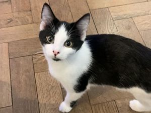 Supporting image for story: Family distraught after young cat is shot and killed in Shropshire village