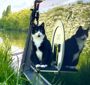 Hugo is enjoying his new life on the canal.