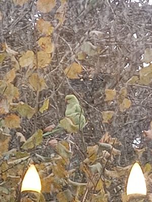 This pretty birdie was seen having a spot of lunch in a garden near Bantock Park, Wolverhampton