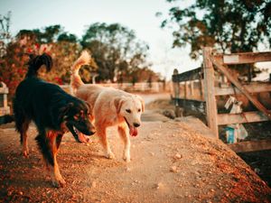 Expert shares tips for West Midlands pet owners on maintaining a regular exercise routine despite darker winter days
