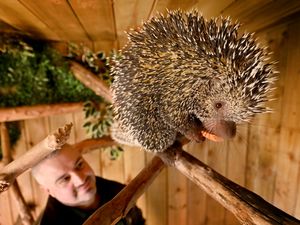 Supporting image for story: Meet Wilbur, the porcupine with a penchant for sweet potato! Telford's Exotic Zoo opens doors for a wild half term