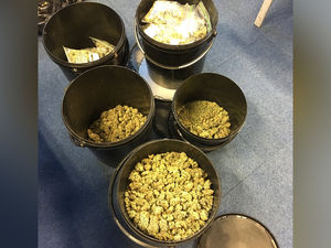 Supporting image for story: £12,000 cannabis stash found in buckets at Telford house - with pictures