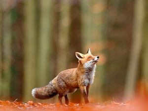 Supporting image for story: Chester Zoo to feature best of British wildlife in new 'immersive' exhibition