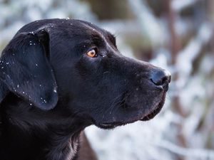 Supporting image for story: A black labrador dropped the puck at an NHL game and everyone agreed he did a great job