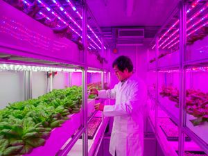 Supporting image for story: New vertical farms will tackle global food challenges, researchers hope