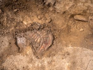 Supporting image for story: Scottish archaeologist among those to discover rare Napoleonic remains
