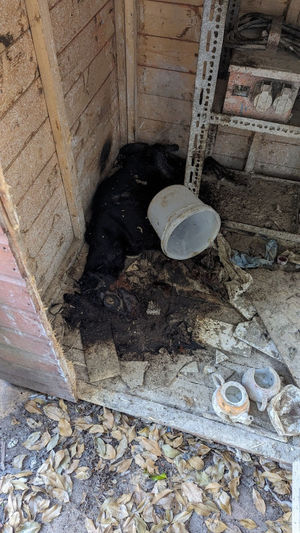 One of the dogs was found to be in a decomposed state