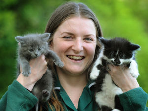 Supporting image for story: Kittens seen walking around without mothers are saved by vet nurses
