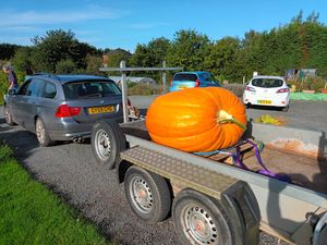 Supporting image for story: Shrewsbury's giant sunflower grower shows off his monster pumpkin