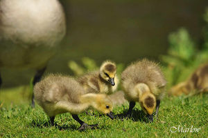 Goslings at the Staffordshire Wildlife Trust's headquarters at the Wolseley Centre