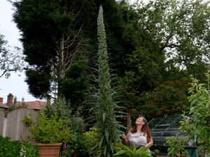 Supporting image for story: Is this Cannock plant the tallest in the country?