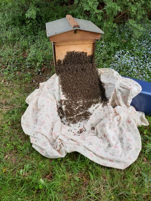 The swarm from Quatt