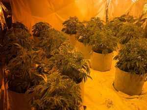 Supporting image for story: Dozens of cannabis plants found at Cannock house