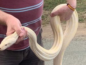 The huge boa Ben rescued
