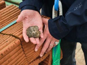 Supporting image for story: ‘Pioneering’ oyster reef project aims to boost biodiversity