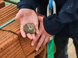 Supporting image for story: ‘Pioneering’ oyster reef project aims to boost biodiversity