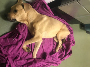 The dog was found in Ellerton Walk, Wolverhampton