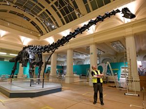 Supporting image for story: Dippy On Tour, Birmingham Museum and Art Gallery - review 