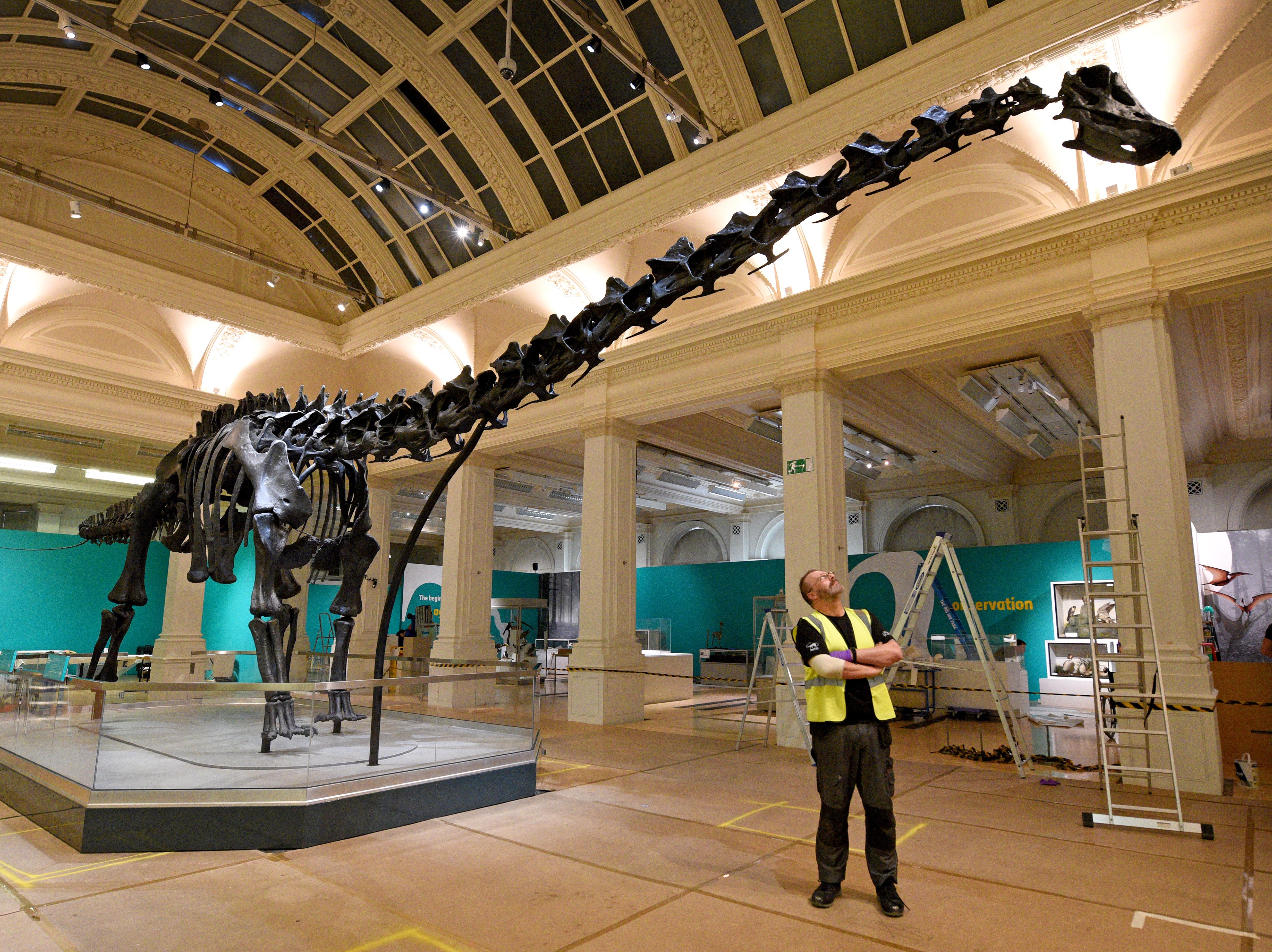 Supporting image for story: Dippy On Tour, Birmingham Museum and Art Gallery - review 