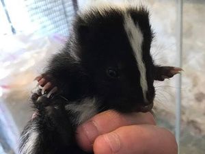 Supporting image for story: Baby skunks arrive at Hoo Farm