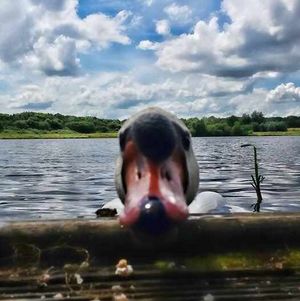 Photographer Jason Garton was lining up some atmospheric shots of Priorslee Lake when this swan got in on the action