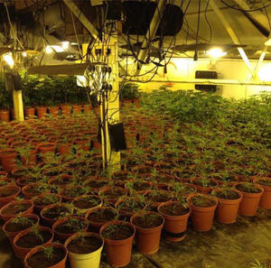 Rows of pots containing the drug