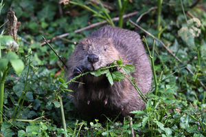 Talks on beavers are also planned