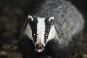 Supporting image for story: Shropshire badger cull is needed, says MP Owen Paterson