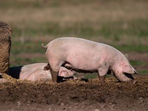 Supporting image for story: First human case of swine flu strain H1N2 detected – what does this mean?