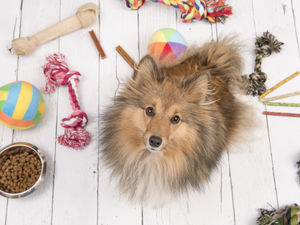 Supporting image for story: Pampered pets gift guide - tried and tested