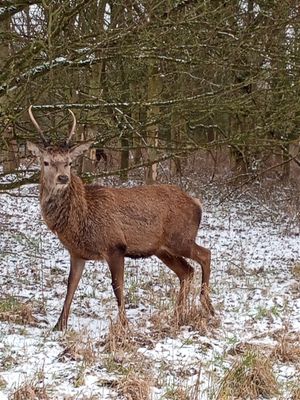A stag at Chasewater. Photo: Lynne Merrett