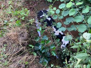 Supporting image for story: Calf in ditch and horse in septic tank as curious animals get into bother in Shropshire