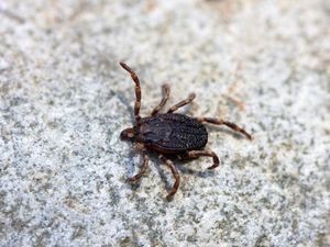 Supporting image for story: A tick found fossilised in amber is believed to contain dinosaur blood