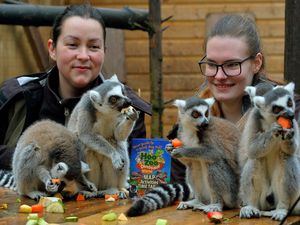Supporting image for story: Look Hoo's number two! Telford zoo named second best in UK
