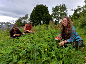 Supporting image for story: Boom in volunteering on organic farms in the UK as Covid bans travelling abroad