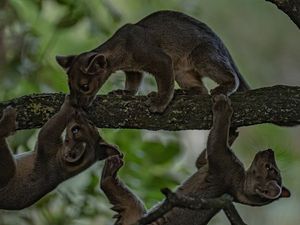 Supporting image for story: A first for Chester Zoo as it celebrates birth of fossa triplets 