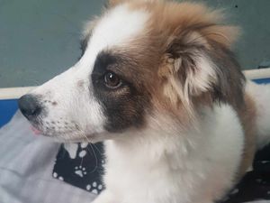 Supporting image for story: Family's Romanian pup coming home thanks to overwhelming support from Shropshire community