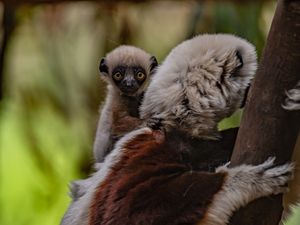 Supporting image for story: Cute baby lemur a big deal for conservation at Chester Zoo