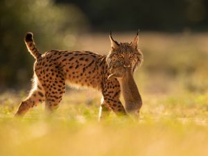 Supporting image for story: Iberian lynx back from brink of extinction