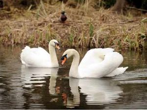 Supporting image for story: Bitter love rivalry sees fighting in Newport - by swans