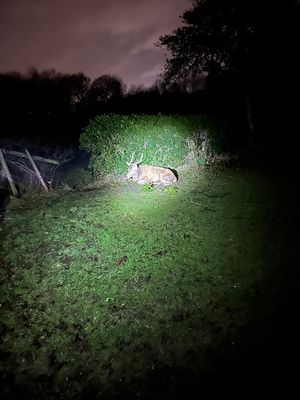 A member of the public alerted the RSPCA to the problem. Photo: RSPCA