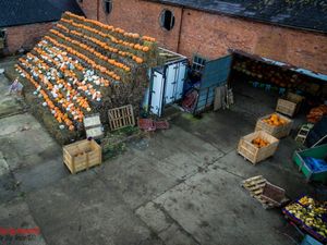 Supporting image for story: Smashing pumpkins are a hit for farm shop