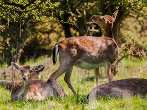 Supporting image for story: Bracken spraying to begin on Cannock Chase 